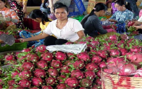 Thanh long Chợ Gạo được mùa, được giá