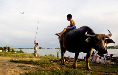 Cá rô đồng mùa gặt