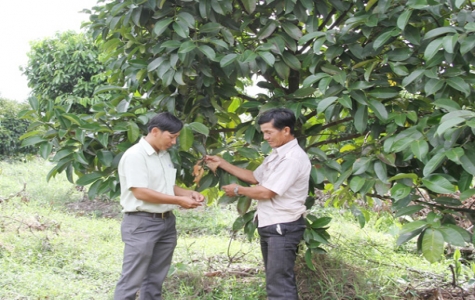 Xã Thanh Tuyền (Dầu Tiếng): Phát triển vườn cây ăn trái đặc sản gắn với du lịch