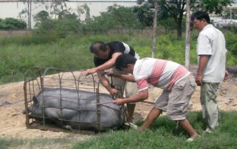 Đã di dời đàn heo gây ô nhiễm trong khu dân cư