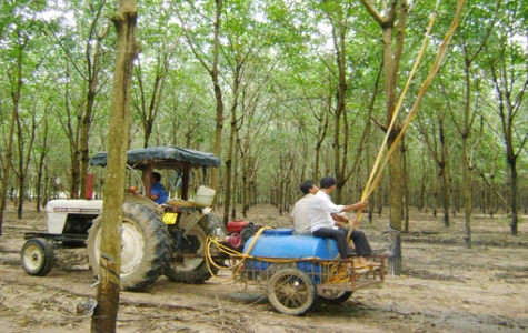 Sản xuất nông nghiệp an toàn, bền vững