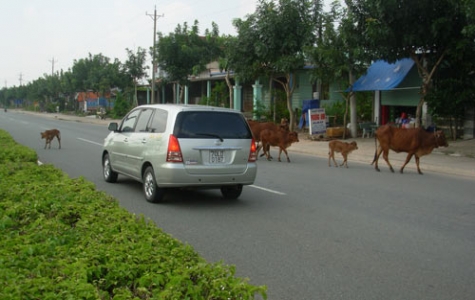 Bò thả rong: Nguy hiểm rình rập người tham gia giao thông