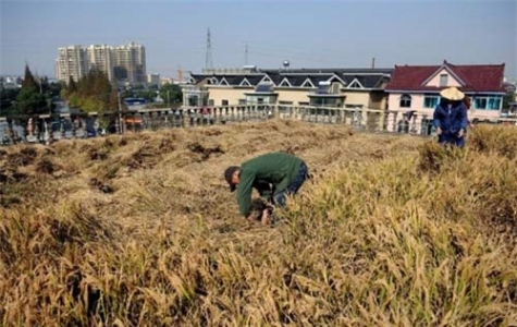 Cấy lúa trên nóc nhà cao tầng