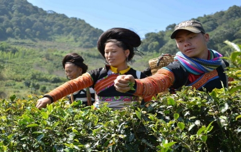 Trà Việt Nam: Nâng tầm thương hiệu, chắp cánh bay xa