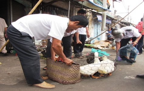 Ngành thú y Bình Dương khống chế thành công các loại dịch bệnh