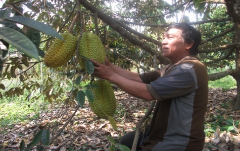 Hội nông dân Bến Cát:  Phát huy vai trò nông dân trong xây dựng nông thôn mới