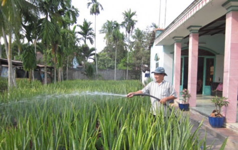 Trồng nha đam tăng thu nhập