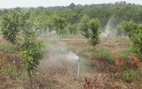 Phát triển cây ăn quả có múi ở xã Hiếu Liêm (huyện Bắc Tân Uyên): Vùng chuyên canh hiệu quả cao