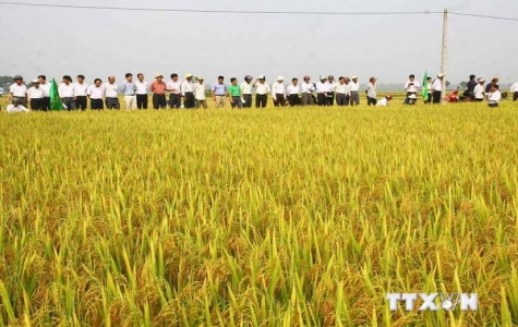 Hà Nội khảo nghiệm thành công giống lúa mới cho năng suất cao