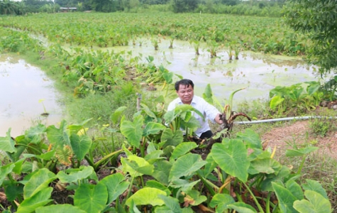 Trồng môn lấy ngó cho thu nhập ổn định