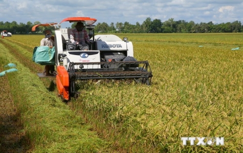 Sản lượng vụ lúa Hè Thu tại ĐBSCL ước đạt 9,5 triệu tấn