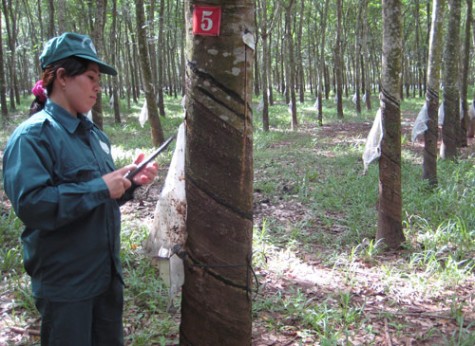 Duy trì và phát triển cây cao su:  Cần sự nỗ lực từ nhiều phía...