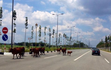 Gia súc thả rong trên đường: Nguy cơ gây tai nạn giao thông