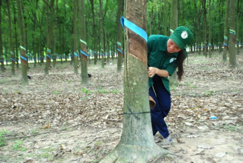 Đảng ủy Nông trường Cao su Tân Hưng: Quan tâm, bồi dưỡng lực lượng hậu bị