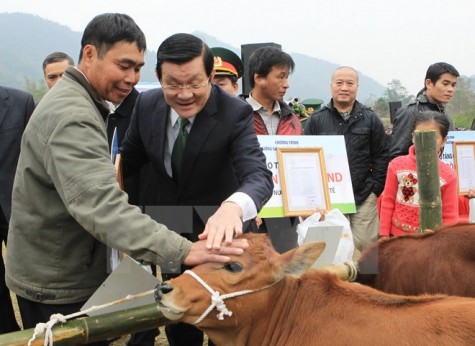 Chủ tịch nước trao tặng bò giống giúp đồng bào nghèo biên giới