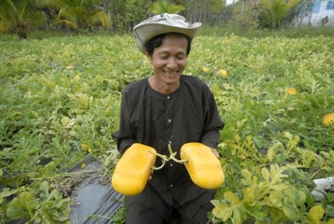 Loạt dưa độc hình thỏi vàng, xe hơi, bản đồ Việt Nam chào Tết