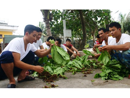 Chuyện trồng rau xanh ở đảo xa