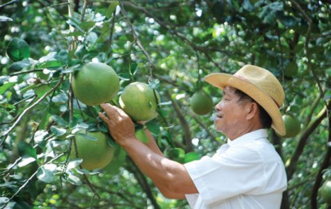 Hương xuân trên vùng nông thôn mới