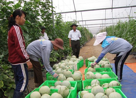 Unifarm tăng diện tích trái cây xuất khẩu trong năm 2015