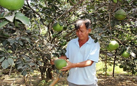 Thêm mùa bưởi ngọt trên đất cù lao