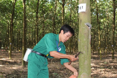 Công ty Cổ phần Cao su Phước Hòa: Nỗ lực vượt khó