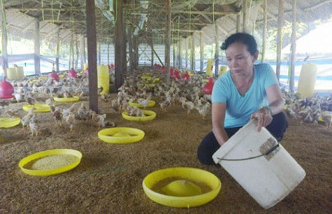 Xã Lai Uyên, huyện Bàu Bàng: Phát triển mạnh kinh tế trang trại