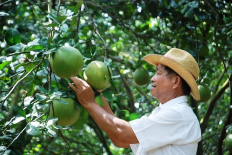 Giảm nghèo trên vùng trồng cây có múi