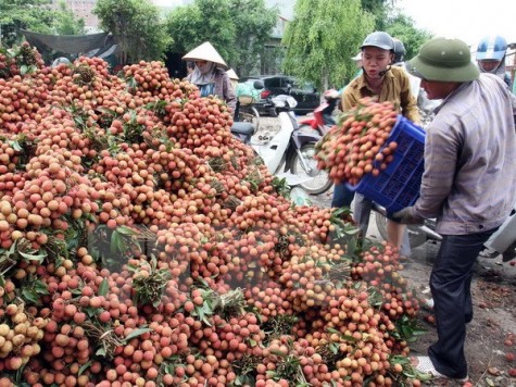 Việt Nam sẽ xuất khẩu lô vải thiều đầu tiên sang Mỹ vào ngày 30-5