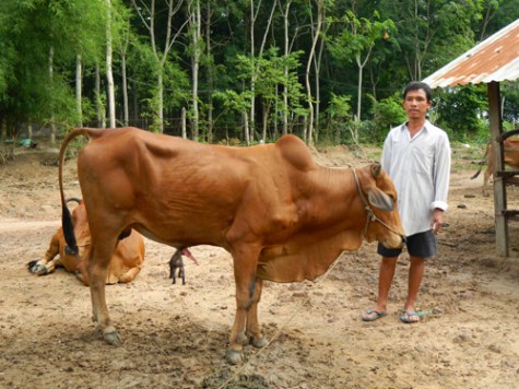 Vươn lên từ nuôi bò sinh sản