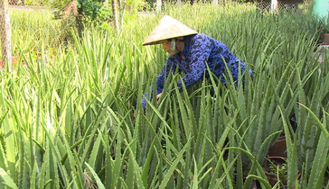 Phát triển kinh tế hộ gia đình từ trồng cây nha đam