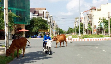 Bò thả rông trong khu dân cư