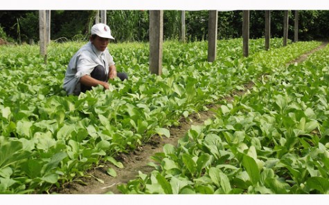 Sản xuất rau an toàn: Khó nhất vẫn là đầu ra