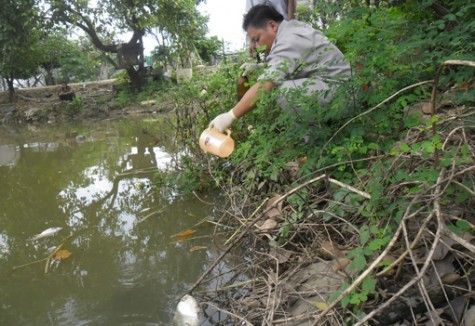 Cá chết hàng loạt nghi do nước thải từ công ty