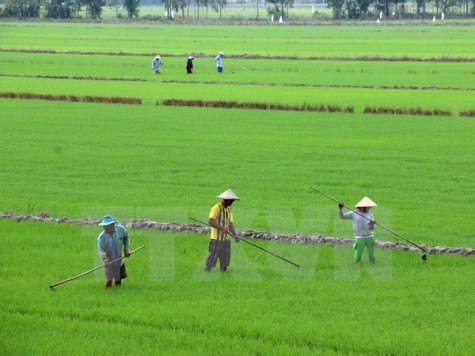 Nghiên cứu 2 giống lúa chịu mặn cho vùng cù lao Tân Phú Đông