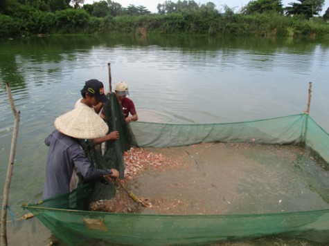 Ông Lê Văn Hoàng: Thành công với mô hình nuôi cá giống