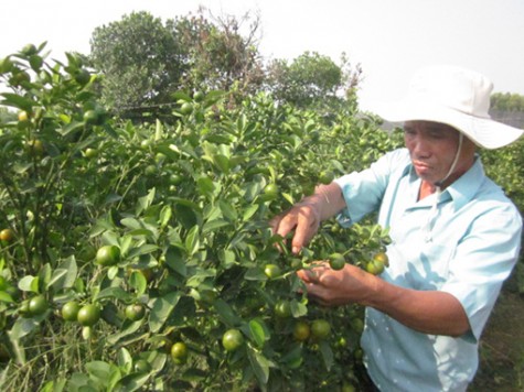 Thú chơi hoa kiểng ngày tết