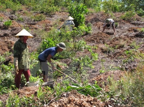 Hướng giải quyết vấn đề đất đai nhức nhối tại các nông, lâm trường