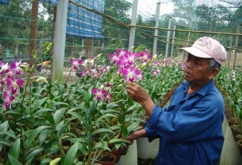 Mô hình trồng hoa lan cắt bông đem lại hiệu quả cao