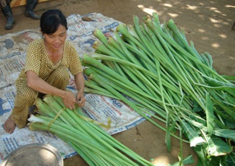 Xã Tân Vĩnh Hiệp, Tx.Tân Uyên: Nông dân đón xuân vui nhờ được mùa