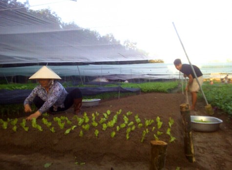 Sản xuất rau theo tiêu chuẩn VietGAP: Cần nhiều nỗ lực