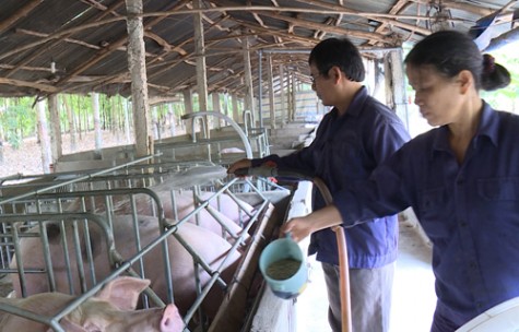 Hội Cựu chiến binh huyện Phú Giáo: Điển hình trong phong trào giúp nhau vượt khó, làm kinh tế giỏi