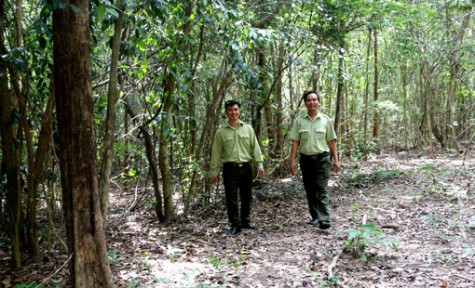 Quản lý rừng phòng hộ núi Cậu Dầu Tiếng: Quản lý bền vững, khai thác tiềm năng