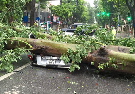 Mưa ngập, cây đổ hàng loạt trên phố Hà Nội