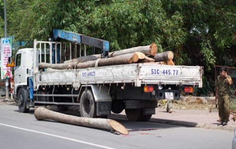 Gãy cần trục cẩu, thiếu niên 15 tuổi bị cây đè chết