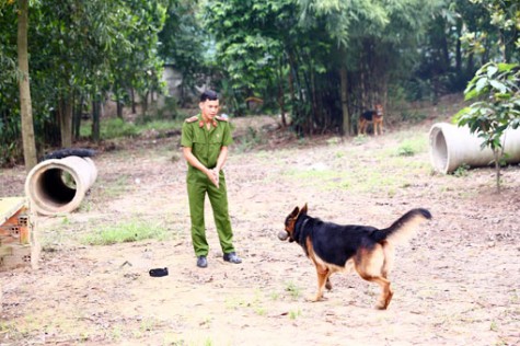 Tăng cường sử dụng chó nghiệp vụ phục vụ công tác