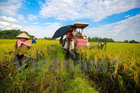 Đề xuất miễn toàn bộ thuế sử dụng đất nông nghiệp