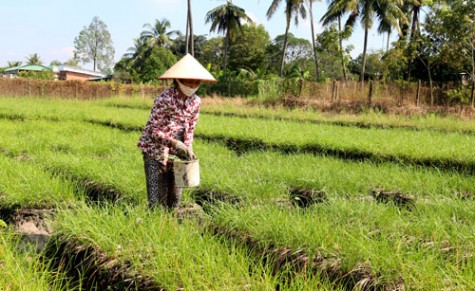 Vào mùa kiệu tết