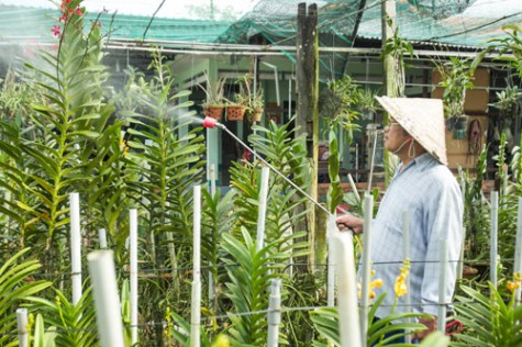 Thấp thỏm mùa hoa lan tết