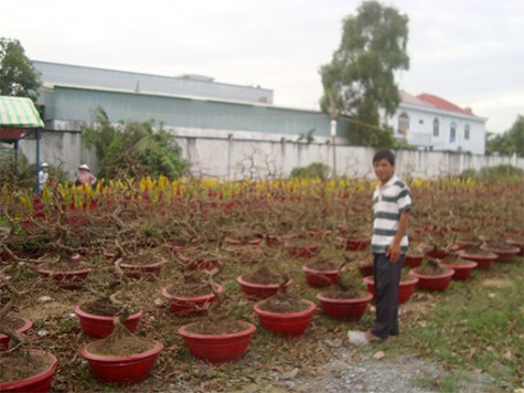 Giá mai tết tăng cao