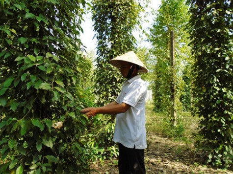 Mưa trái mùa tại huyện Phú Giáo: Nông dân buồn, vui lẫn lộn...